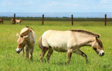Obraz premium Mongolian wild horses in pasture on summer day