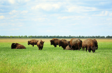 Wild bison in steppe on summer day