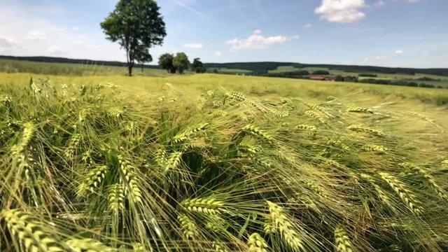 Field of barley blowing in the wind