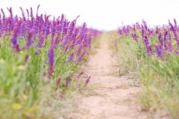 Obraz premium Path in steppe with blooming purple sage, closeup