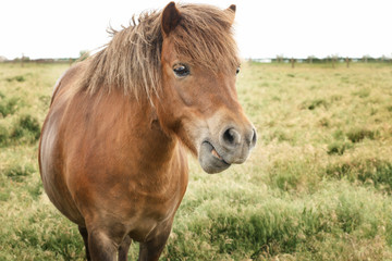 Obraz premium Domestic horse in pasture on summer day