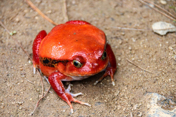 Tomato frog, Madagascar