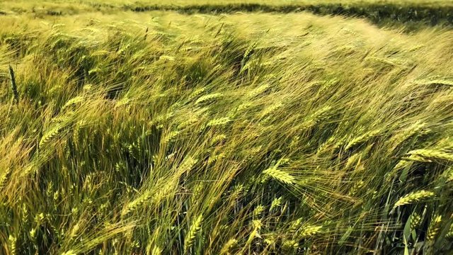 Field of barley blowing in the wind
