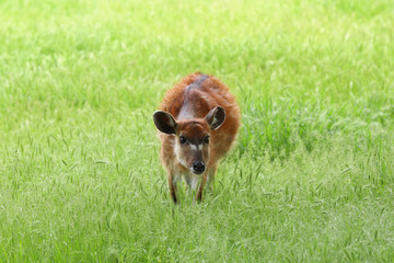 Cute funny antelope in green meadow