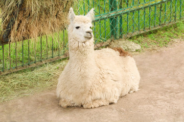 Cute funny lama in zoological garden © Africa Studio