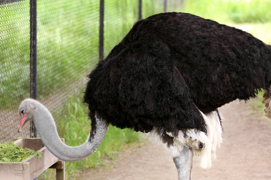 African ostrich eating grass in zoological garden