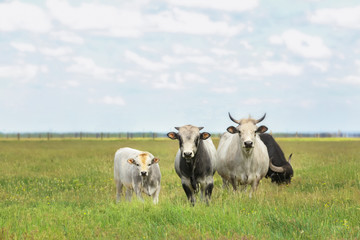 Domestic cows in pasture on summer day