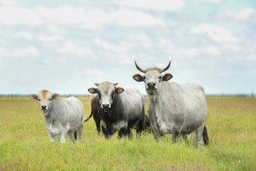 Domestic cows in pasture on summer day