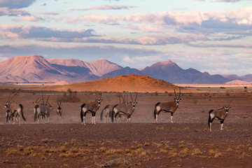 Gemsbok, oryx gazella, in the Namib Desert in Namibia, Africa - obrazy, fototapety, plakaty