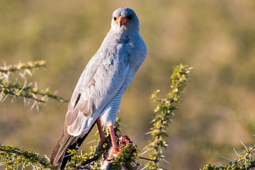 Southern pale chanting goshawk with prey in Etosha National Park, Namibia