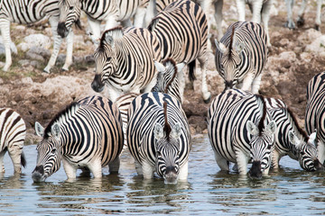 Obraz na płótnie Canvas Zebras in Etosha National Park, Namibia