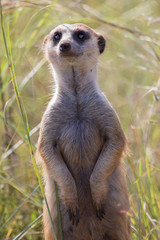 Close-up of meerkat looking for danger in long grass
