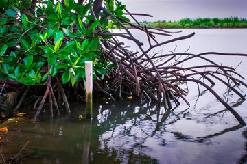 Mangrove Trees at Low Tide
