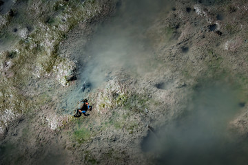 Crab with Colorful Claw