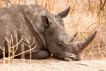 Fototapeta premium White rhinos in the Bandia Reserve, Senegal, West Africa