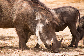 Warthogs in the Bandia Reserve, Senegal, West Africa