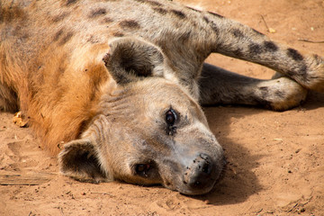 Fototapeta premium Spotted hyena in Serengeti National Park, Tanzania