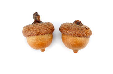 Two acorns isolated on a white background