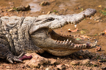 Close up of a crocodile in the Gambia River, Gambia