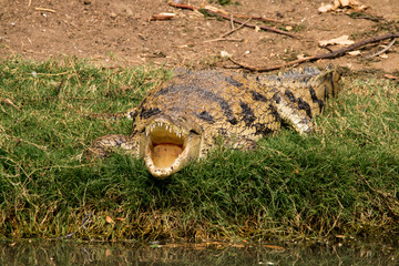 Close up of a crocodile in the Gambia River, Gambia