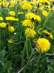 Obraz premium Dandelion in a field of green grass