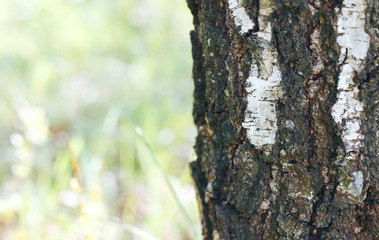 birch bark texture natural