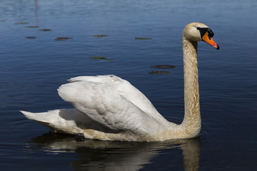 White Swan on water