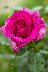 Magenta rose after rain