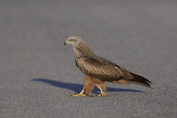 Black kite (Milvus migrans) © dennisjacobsen