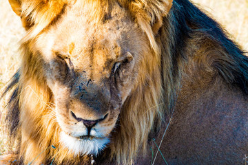 Beautiful male lion in Etosha National Park, Namibia