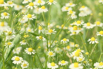 Beautiful summer sunny landscape, field of daisies flowers. Small white petal plants in the garden. Soft focus, shallow depth field photo