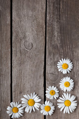 Obraz premium Background of daisies on an old wood board