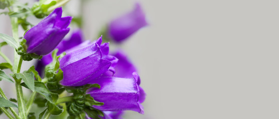 Blooming violet bellflowers on gray background. Beautiful Campanula plant ornamental frame, copy space photo