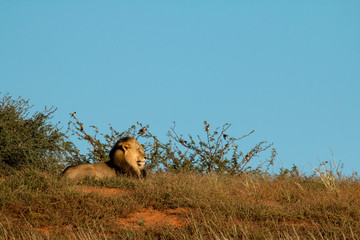 Kalahari black-maned lion, Kgalagadi Transfrontier Park, South Africa