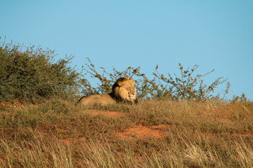 Kalahari black-maned lion, Kgalagadi Transfrontier Park, South Africa