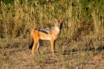 Black-backed jackal, Kgalagadi Transfrontier Park, South Africa