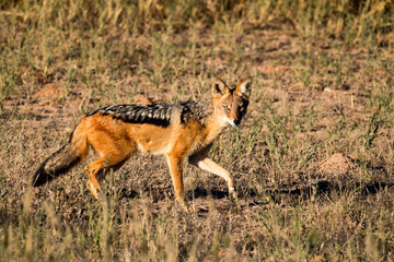 Naklejka na ściany i meble Black-backed jackal, Kgalagadi Transfrontier Park, South Africa