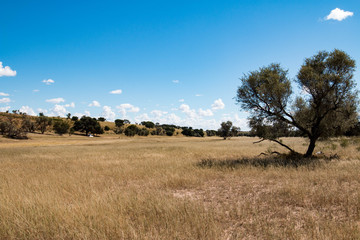Kgalagadi Transfrontier Park, South Africa