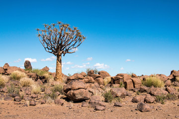 Fototapeta na wymiar Quiver trees in the Namib Desert, Namibia