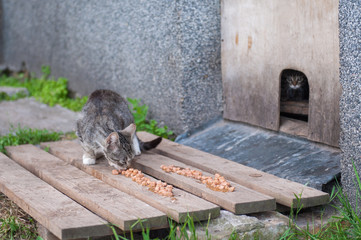 Homeless unhappy hungry cats eat cat food