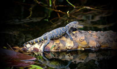 Baby alligator on a branch