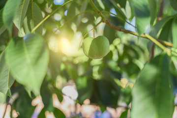 leaf of rubber tree and results With sun light