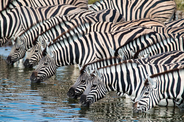 Naklejka na ściany i meble Zebras at a waterhole in Etosha National Park, Namibia