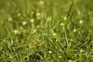 grass