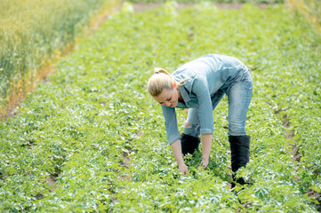 A farmer woman cultivates potatoes on a summer field