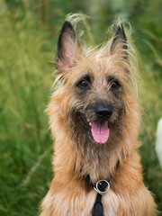 Strubbelhund 2