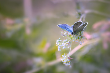 Papillon bleu