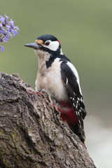 Woodpecker 0102