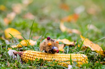hedgehog figure made of chestnut