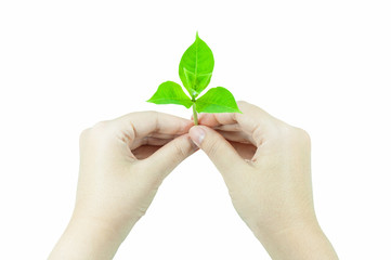 Woman is holding young plant sprout , isolated on a white background.Corporate social and environment responsibility concept.